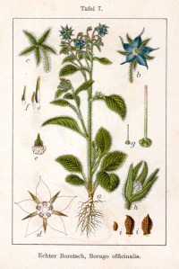 Borago_officinalis_Sturm11007