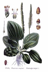 271_Plantago_major_L