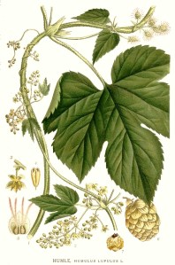 365_Humulus_lupulus