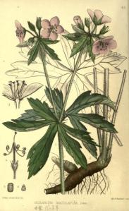 American Cranesbill