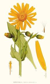 Arnica
