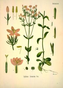 Centaury