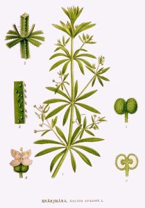 Cleavers