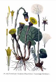 Coltsfoot