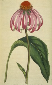 Echinacea spp.