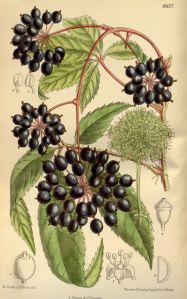 Eleuthero (Siberian Ginseng)