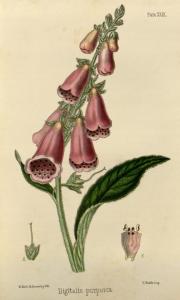 Foxglove