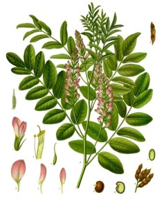 Glycyrrhiza_glabra_-_Köhler–s_Medizinal-Pflanzen-207