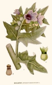 Henbane