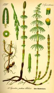 Horsetail