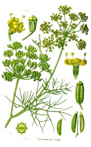 Illustration_Foeniculum_vulgare1