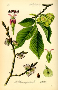 Illustration_Ulmus_carpinifolia0