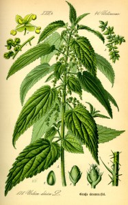 Illustration_Urtica_dioica0