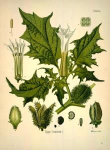 Jimson Weed