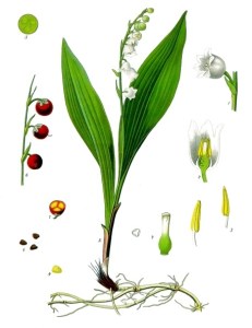 Lily of the Valley