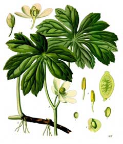 Mayapple