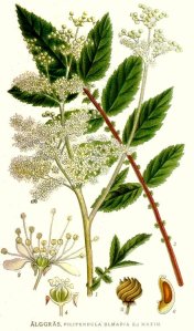 Meadowsweet