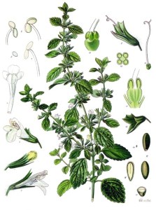 melissa officinalis