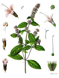 Mentha_×_piperita_-_Köhler–s_Medizinal-Pflanzen-095