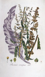 Rumex_crispus_GÇö_Flora_Batava_GÇö_Volume_v7