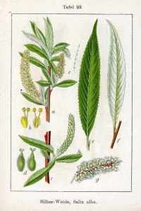 Salix_alba_Sturm04023