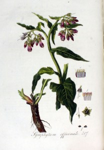 Symphytum_officinale_—_Flora_Batava_—_Volume_v3