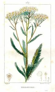 Yarrow